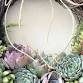 Living Succulent Wreath