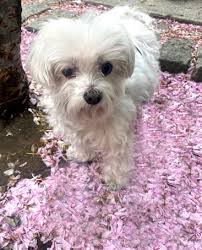 Maltese dogs deals for adoption