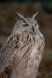 Image result for Bubo