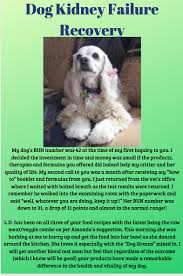 Dog Kidney Failure Recovery In 2020 Dog Kidney Disease Diet Kidney Disease Diet Dog Renal Failure