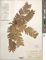 Image result for Brachystegia boehmii