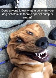 Insane Hilarious Dog Memes Dog Meme Teeth In 2020 Funny Dog Photos Animal Jokes Dog Snapchats
