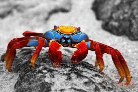 Fish and other seafood like crabs and lobsters do not require zabiha. Crab Facts à¤• à¤•à¤¡ à¤¸ à¤œ à¤¡ à¤° à¤šà¤• à¤¤à¤¥ à¤¯ à¤µ à¤¦ à¤²à¤šà¤¸ à¤ª à¤œ à¤¨à¤• à¤° Gyani Master