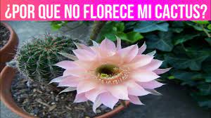 Sin embargo, las flores de los cactus son consideradas unas de las plantas más espectaculares de la naturaleza por sus vivos colores. Como Hacer Florecer Cactus Y Suculentas Por Que No Florecen Mis Cactus Youtube