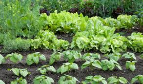 Start simple for the best results. Ultimate Guide To Starting A Vegetable Garden The Dirt Blog Stauffers