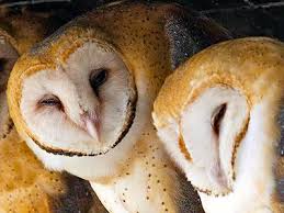 Image result for Barn Owls Jigsaw Puzzle