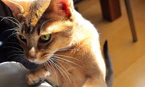 The initial toxic effect is bleeding stomach ulcers. Keep Human Medications Away From Pets Veterinary Medicine At Illinois