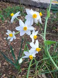 Pin By نور القرآن On Daffodil Flowers Daffodils Daffodil Flower Plants