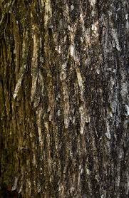 Image result for Androstachys