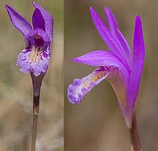 Image result for Bulbostylis megastachys