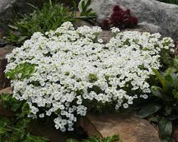 Image result for Arabis alpina