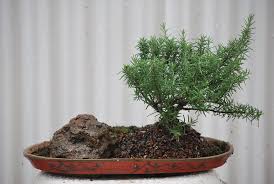 Image result for rosemary bonsai