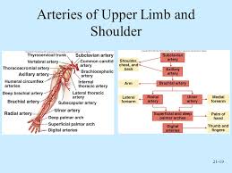 Anatomy And Physiology Sixth Edition Ppt Video Online