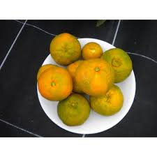 Citrus Unshiu Micurinec Greffe Sur Poncirus Vegetal 85 Mirabelle De Nancy Prunier Reine Claude Greffe