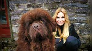 The Newfoundland Dog World S Most Powerful Water Dog Youtube
