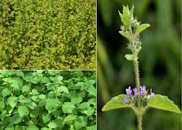 Image result for Mesosphaerum pectinatum