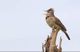 Tentu sebagian dari anda yang pernah berkunjung ke padang pasir, pernah. 12 Mp3 Suara Burung Branjangan Download Gratis Sekarang Juga Hobi Burung