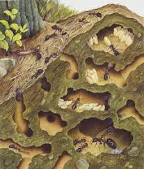 Ants Clues To Human Development Mraveniste Mravenci Priroda
