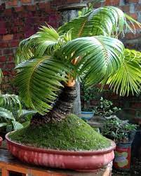 Coconut Bonsai Bonsai Empire