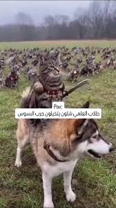 Image result for tbn:hYaJg6QTZtzPyM::upload.alrage.net/3ashe8-alahli/Multimedia/Pictures/Random Pictures/Alahli-Nwe-Logo.jpg