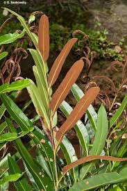 Image result for Acrostichum