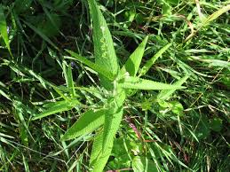 Image result for Caperonia