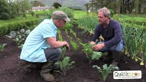 Space plants 45cm (18in) apart. How To Grow Kale Everything You Need To Know Youtube