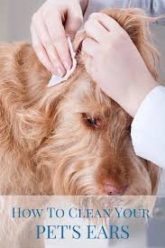 How often you should clean your dog's ears will depend on a bunch of factors, including breed, activities, and health conditions like allergies. Wiping Down The Inner Ear Flap Does Not Constitute A Thorough Ear Cleaning Follow This Step By Step G Ear Infection Home Remedies Dogs Ears Infection Dog Ear