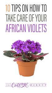 10 Tips On How To Take Care Of Your African Violets The Cottage Market African Violets African Violets Plants African Violet Care