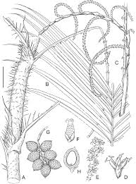 Image result for Calamus deerratus