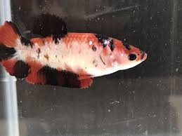 Betta Fish Betta Fish Ideas Bettafish Fishbetta Special Promotion Live Betta Fish Hmpk Koi Female Full Egg From Thailand 10 9 Betta Fish Betta Fish Pet