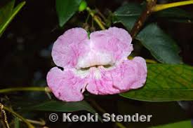 Image result for Tabebuia heterophylla