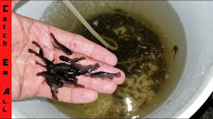 Shelby fish farm is a growing business with plans to expand in the future to double in size. Saving 1 000 Baby Catfish Youtube