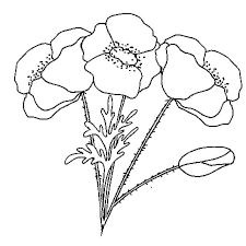 Voir plus d'idées sur le thème coquelicot dessin, coquelicots, coquelicot tatouage. Pour Illustrer La Comptine Gentil Coquelicot Le Dessin Nous Montre Un Bouquet De Coquelicots Colorie Les Tiges En Ve Coquelicot Dessin Coquelicots Coloriage