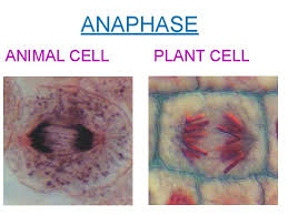 Plant cells are not able to undergo the same process because they have a rigid, inflexible cell wall. The Cell Cycle Mitosis Sexual Reproduction Sexual Reproduction