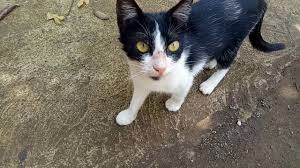 Hewan unik ini merupakan hewan yang berasal dari afrika. 3 Jenis Kucing Kampung Dan Macam Macam Warnanya