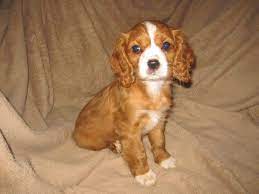 Litter Of 8 Cavalier King Charles Spaniel Puppies For Sale In Dresser Wi Adn 56899 On Pup King Charles Spaniel Cavalier King Charles Spaniel Puppies For Sale