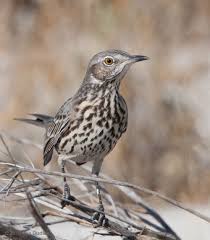 Backyard Birds Of Southern Arizona The Sage Thrasher Oreoscoptes Montanus Is A Medium Sized Bird From The Family Mimidae As Its Name Suggests This Bird B Bird Breeds Pet Birds Backyard Birds
