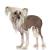 Chinese Crested Powder Puff For Sale