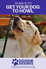 Try to pair a hand signal with the word 'howl'. 10 Ways To Get Your Dog To Howl Dog Training Training Your Dog Your Dog