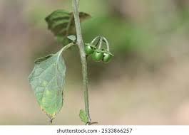 Image result for Solanum sp. A