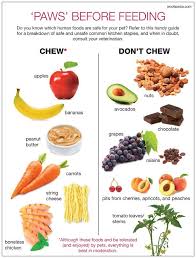 Which Foods Are Safe To Feed Your Pet Dog Food Recipes Dog Training Methods Dog Eating