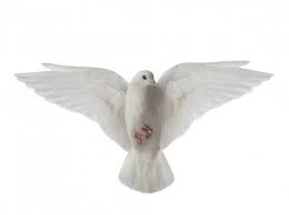 White Dove In Flight On A White Stock Image White Doves Black And White Background Stock Images Free