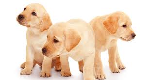Cold creek farms specializes in producing yellow lab puppies ranging in color from light cream to fox red. Labrador Retriever Breeders How To Find A Good One