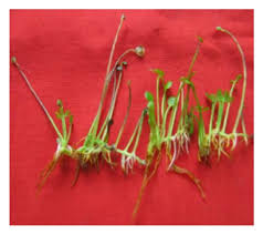 Image result for Marsilea subterranea