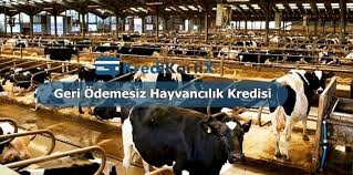 Kredi Karti Basvurusu Okuma Listeleri Kirsal Hayvan