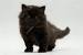 American Longhair Cat Black And White
