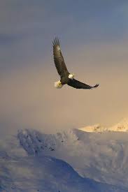 American Bald Eagle Art Portraits Photographs Information And Just Plain Fun Also See How Artist Kline Draws His Animal Art From Only Words A Vahsi Hayvanlar Hayvanlar Ve Hayvanlar Alemi