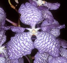 Image result for Vanda coerulea