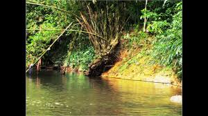 Seliang bagai tebu, serumpun bagai. Simpulan Bahasa Mengapa Aur Pada Bagai Aur Dengan Tebing Cikgootube Youtube